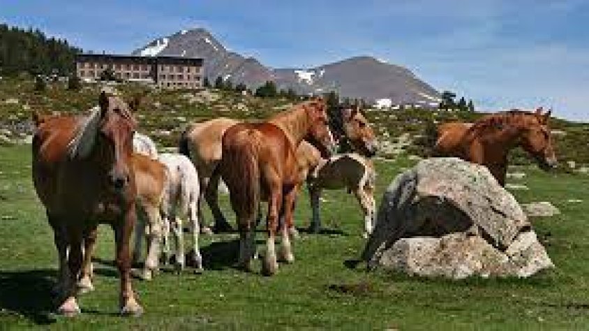 La tradicional transhumància de Llívia