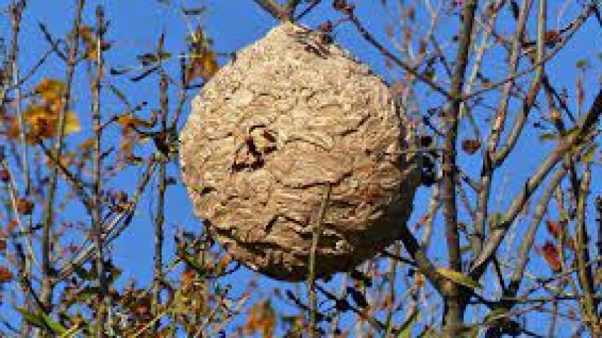 Niu de la vespa asiàtica