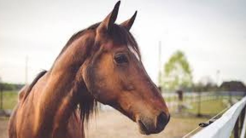 Els cavalls son protagonistes d'aquesta festa