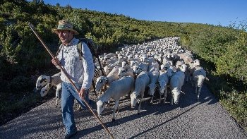 Un ramat fent la transhumància