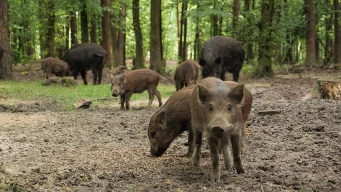 Els porcs senglars, una plaga