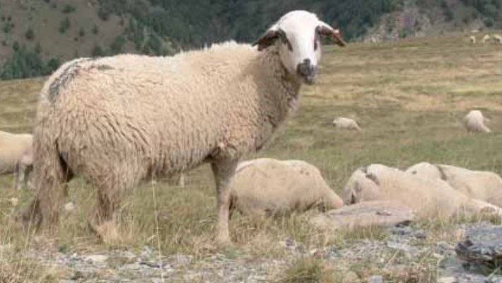 Campanya d'ajuts a les reces autòctones