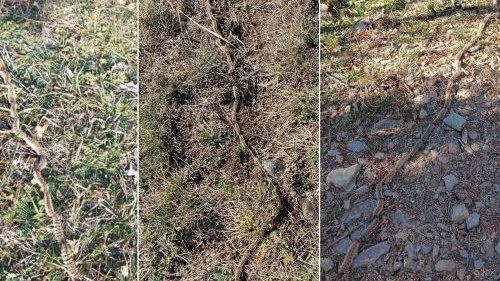 La processionària ja és ben present