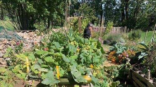 Varietats recuperades