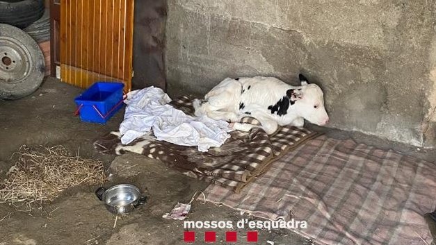 El vedell, després de ser localitzaat pels Mossos