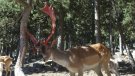 Celebrem els 30 anys del Parc Animalier de les Angles!