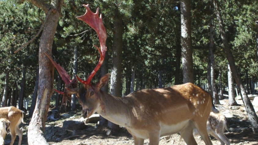 Una camussa al parc d'animals d'Els Angles