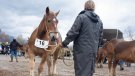 Puigcerdà celebra la 26a Fira de Primavera i el 8è concurs de sobranys i sobranyes