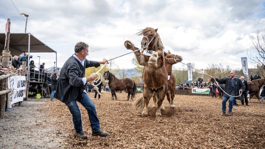 Èxit rotund d'assistència a la Fira del Cavall de Puigcerdà amb més de 20.000 visitants