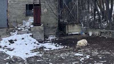 FAADA reclama el decomís d’un gos a Ger i l’obertura d’un expedient sancionador