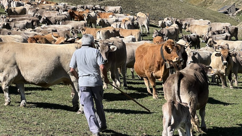 Un ramader amb un ramat de vaques