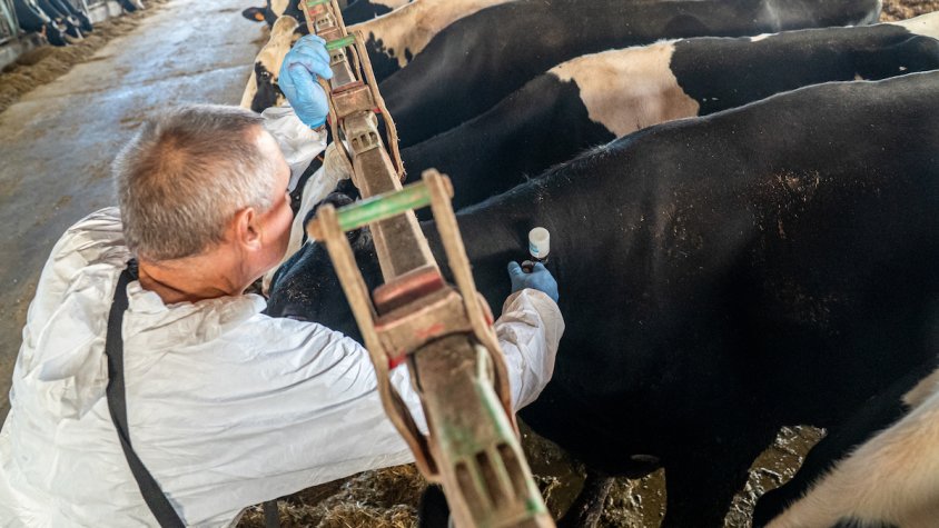 S'han de vacunar contra la dermatosi tots els bovins situats a 50 quilòmetres dels brots confirmats
