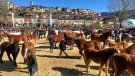El brot de dermatosi nodular contagiosa obliga a suspendre el 44è Concurs de Cavalls de Puigcerdà