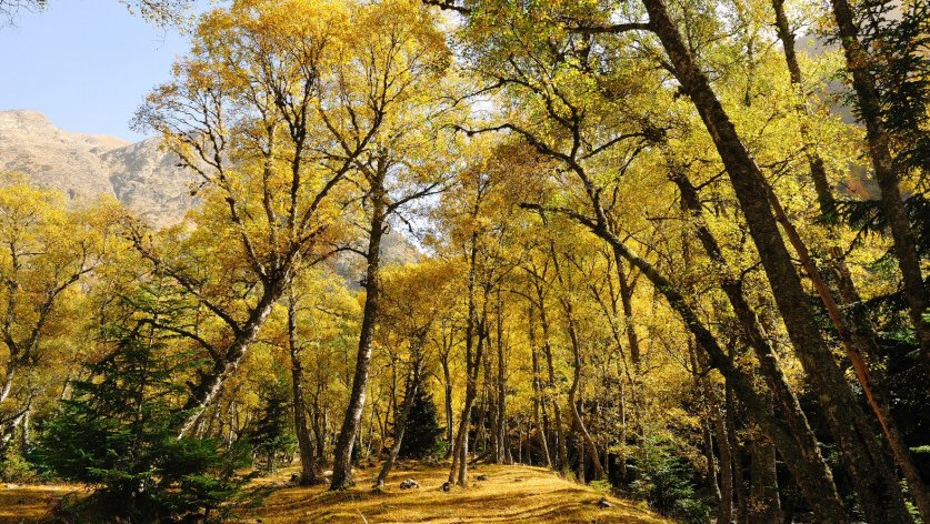La creació de paisatges agroforestals més resilients es destaca com un àmbit clau per impulsar la bioeconomia a Catalunya.