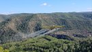 Agricultura tracta aèriament 17.500 hectàrees de pinedes per controlar la plaga de la processionària