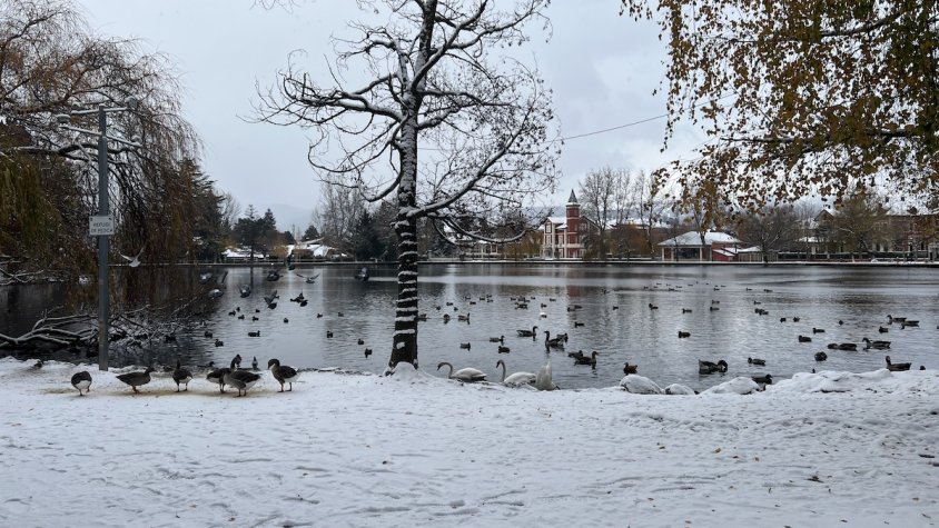 Animals a l'entorn de l'estany de Puigcerdà, emblanquinat per la neu